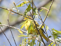 Yellow Warbler 2491